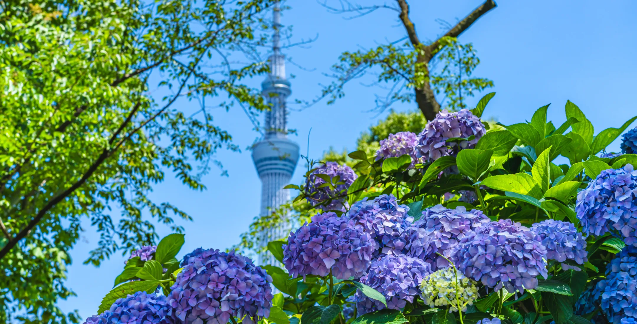 【東京】あじさいの豆知識と梅雨に行くべきあじさいスポット10選