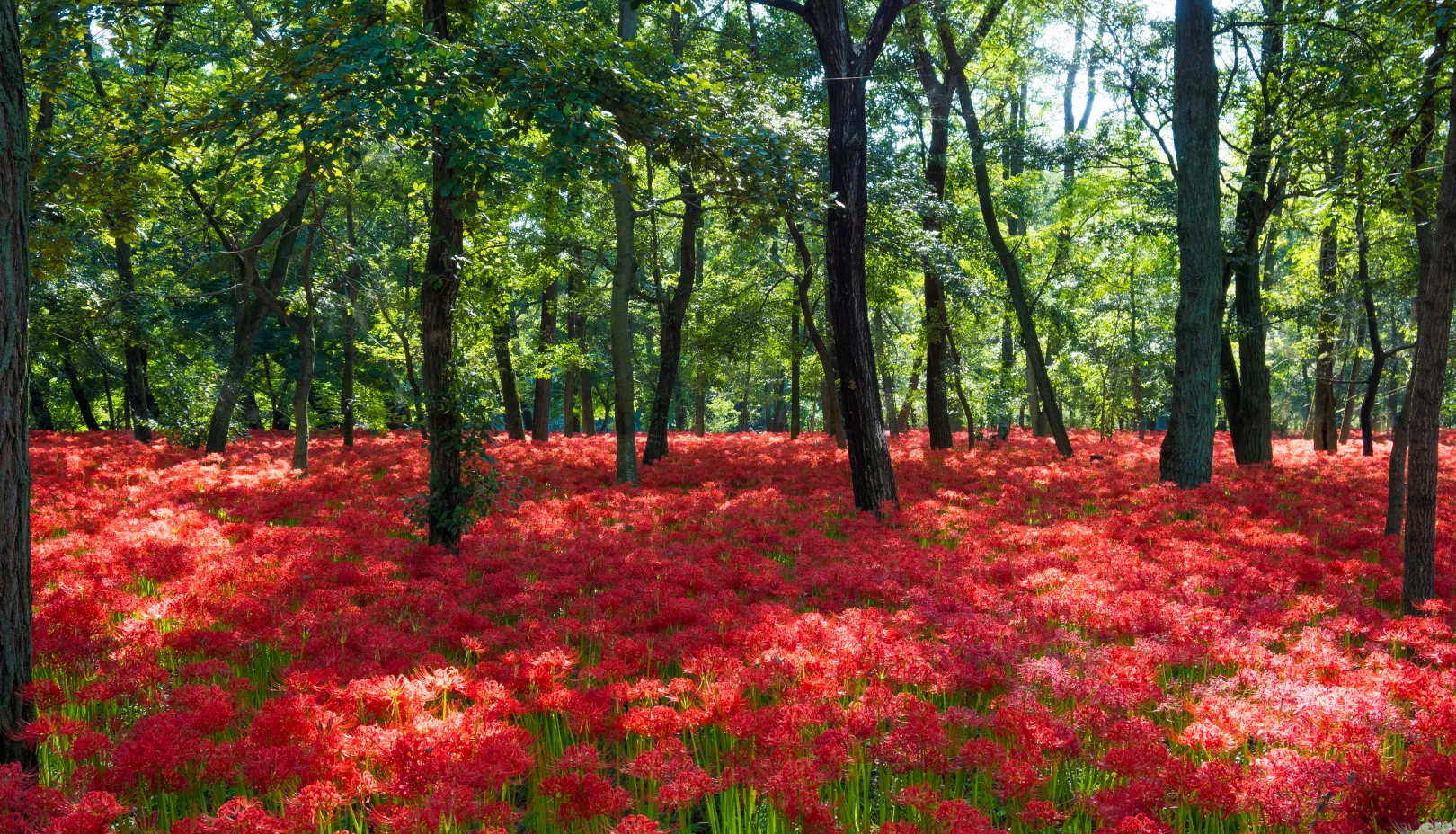 PIXTAより「国内最大級を誇る巾着田の彼岸花群生地」