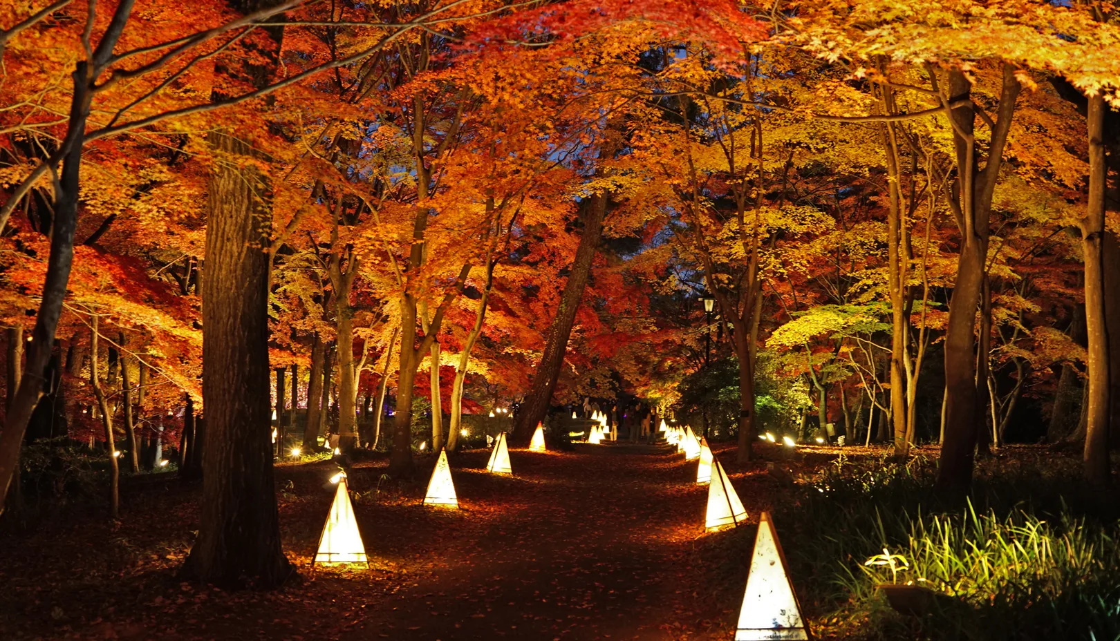 PIXTAより「行灯が照らす国営武蔵丘陵森林公園の紅葉ライトアップ」※掲載写真は季節の景観をお伝えするもので、金木犀は写っておりません
