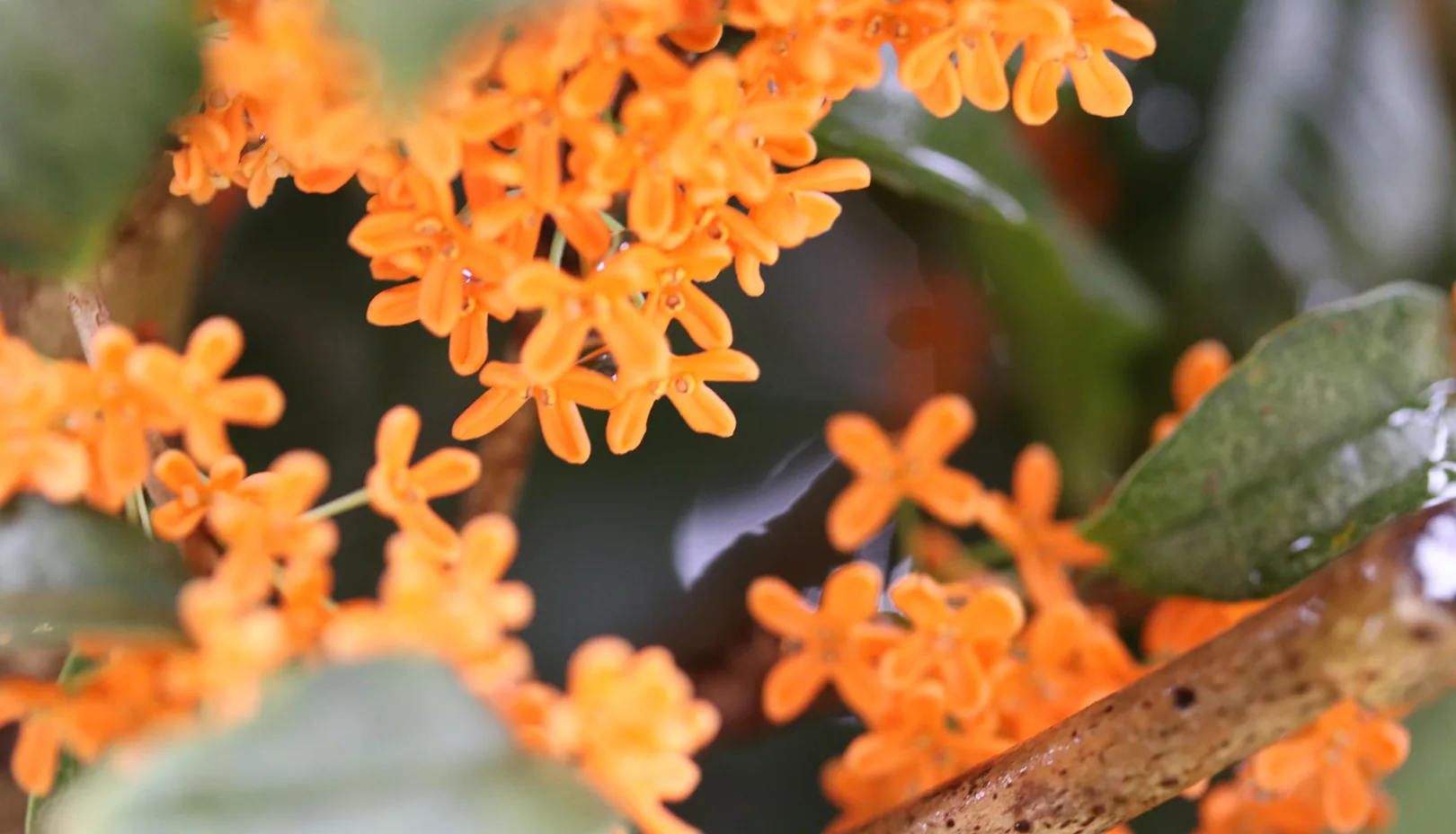 PIXTAより「小さなオレンジ色の花を咲かせる金木犀」