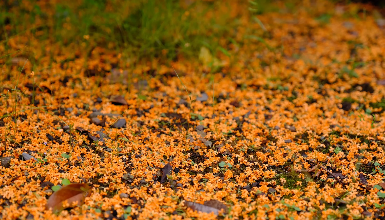 PIXTAより「地面をオレンジ色に染める金木犀の花びら」