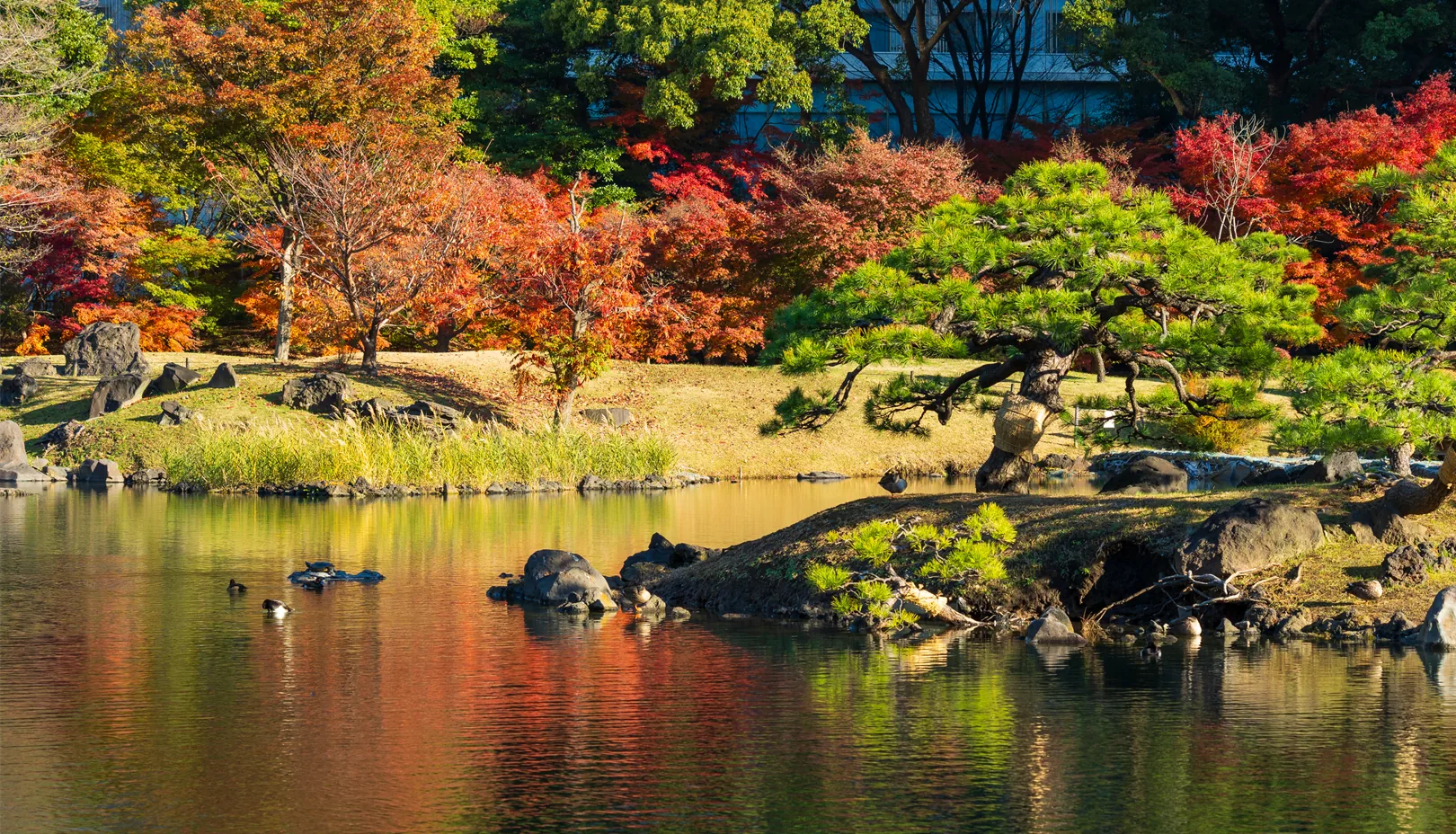 PIXTAより「秋の旧芝離宮恩賜庭園の風景」※掲載写真は季節の景観をお伝えするもので、金木犀は写っておりません