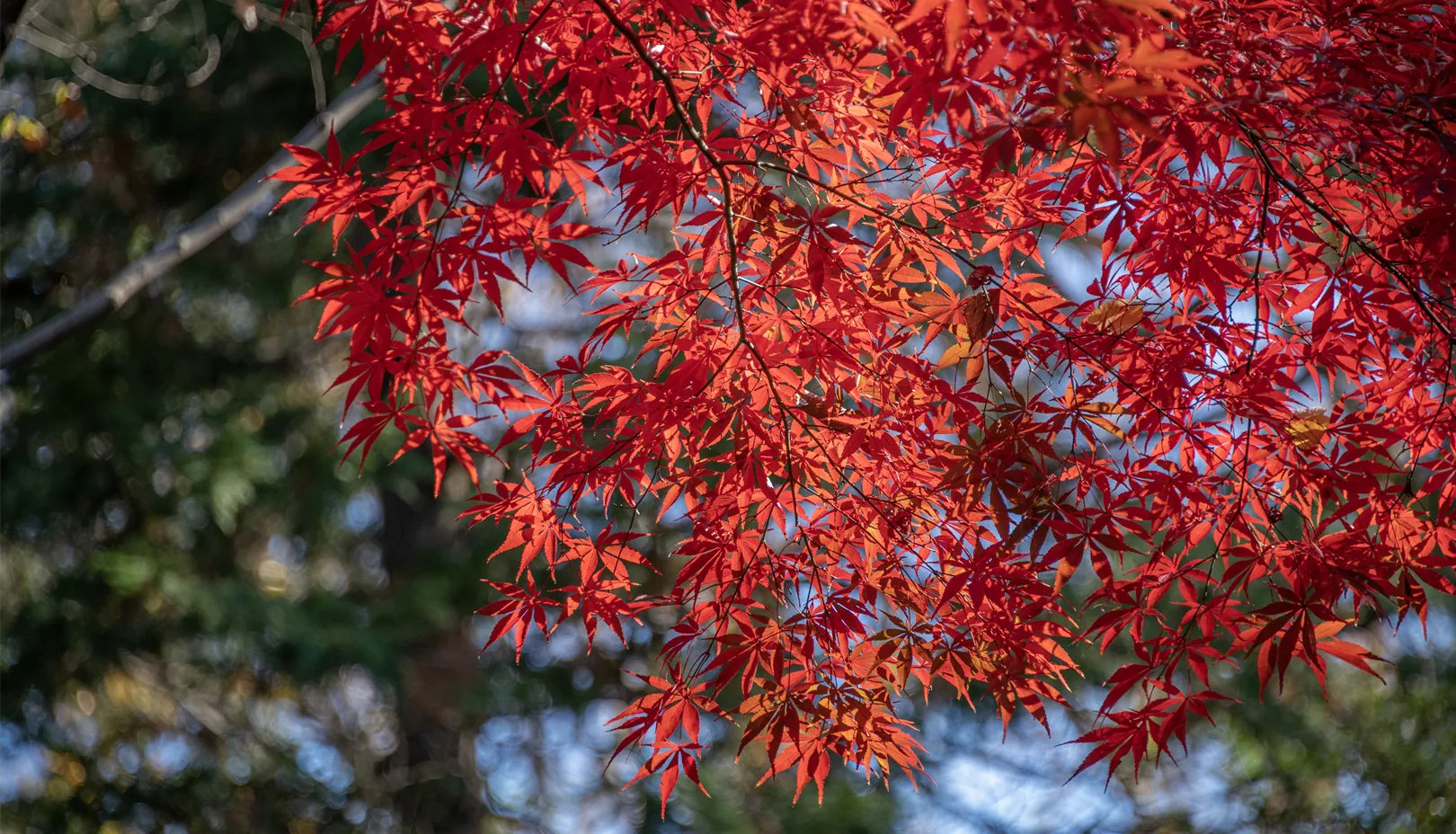 PIXTAより「秋の有栖川宮記念公園の紅葉の様子」※掲載写真は季節の景観をお伝えするもので、金木犀は写っておりません