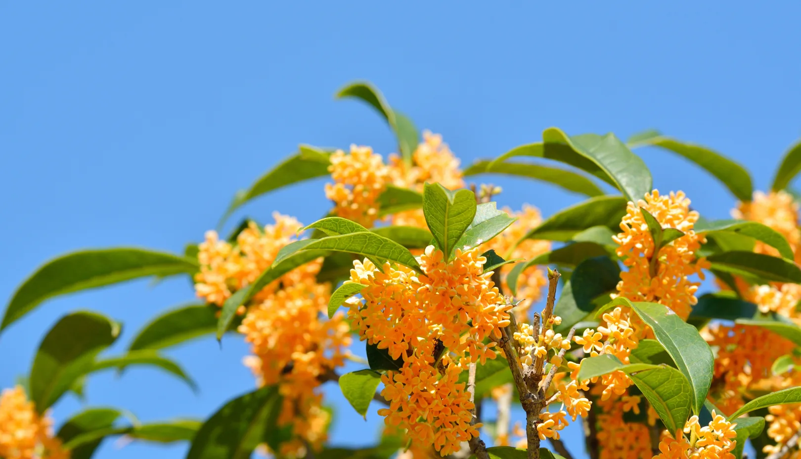 PIXTAより「枝いっぱいに咲きそろう金木犀の花」