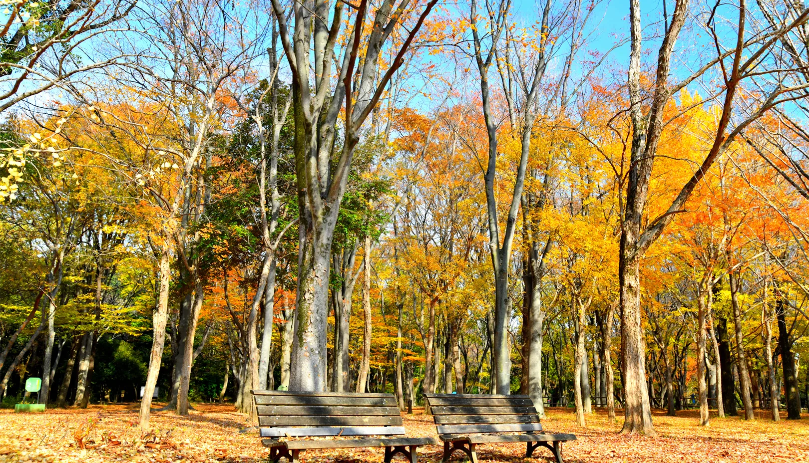 PIXTAより「光が丘公園の秋を彩る木々」※掲載写真は季節の景観をお伝えするもので、金木犀は写っておりません