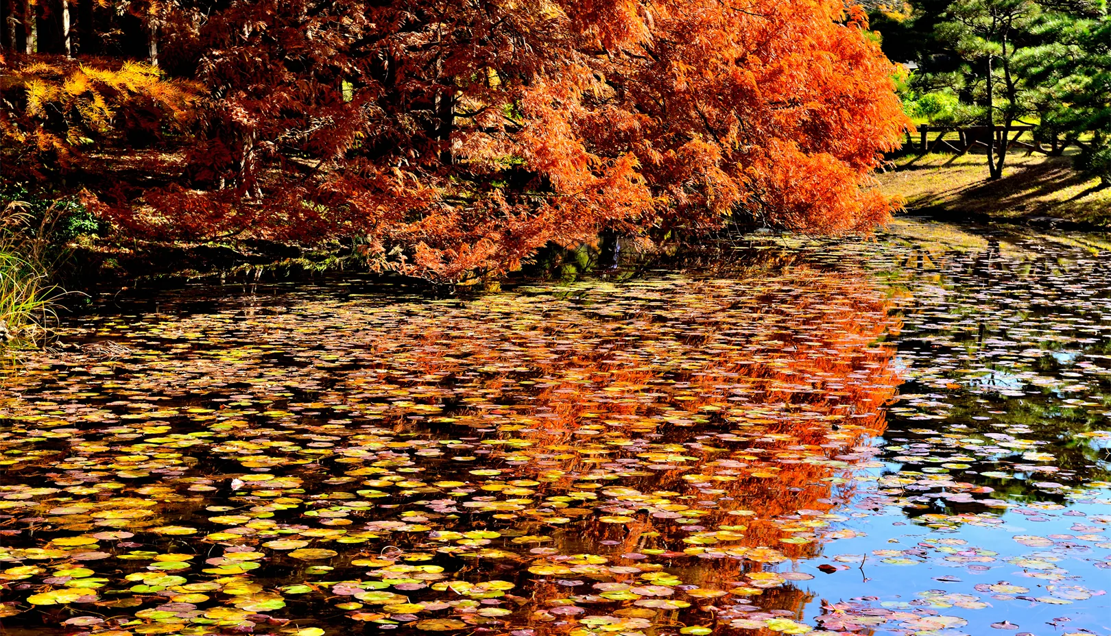 PIXTAより「水辺を鮮やかに染める秋の紅葉」※掲載写真は季節の景観をお伝えするもので、金木犀は写っておりません