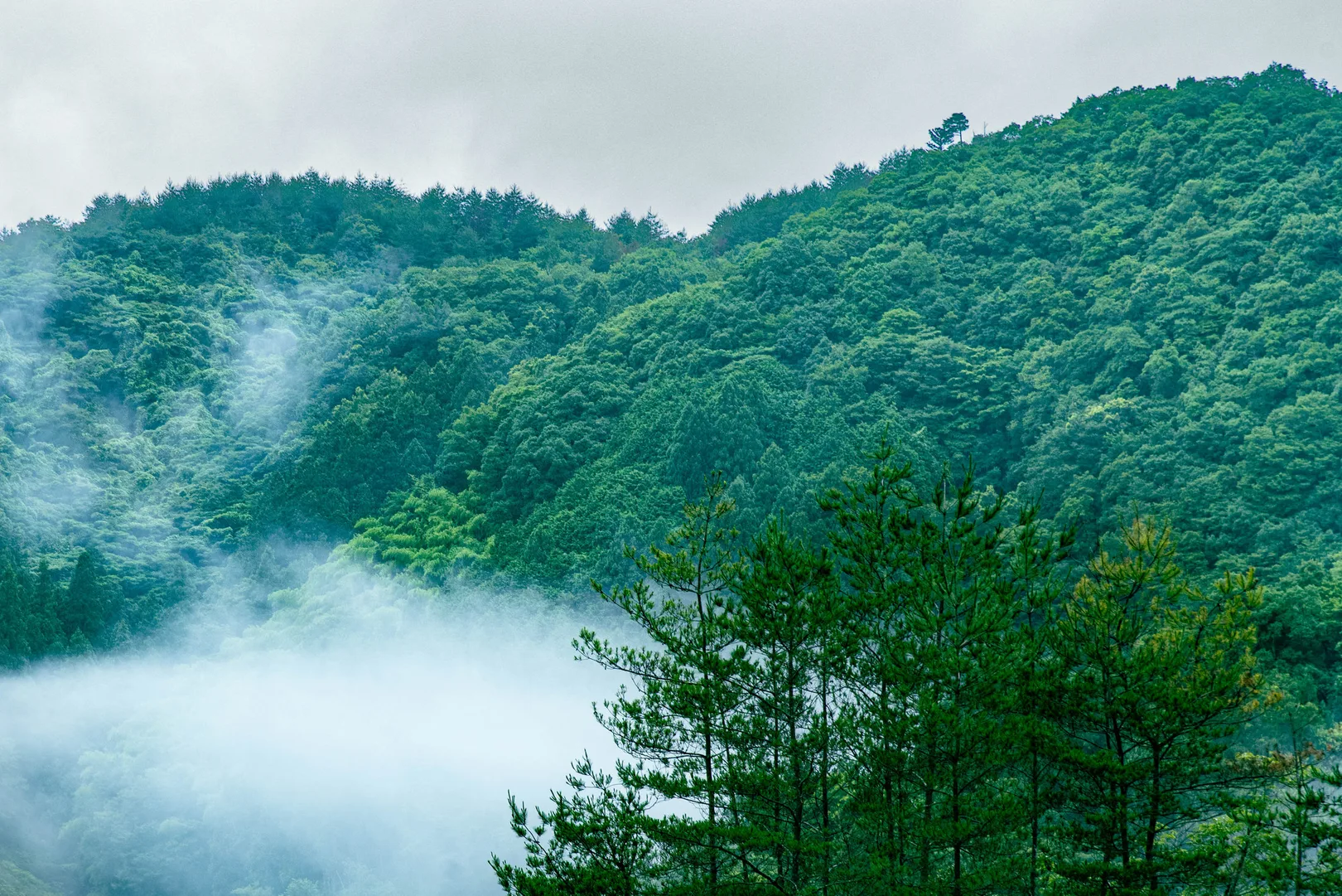 PIXTAより「雨上がりの新緑の山を流れる朝霧」