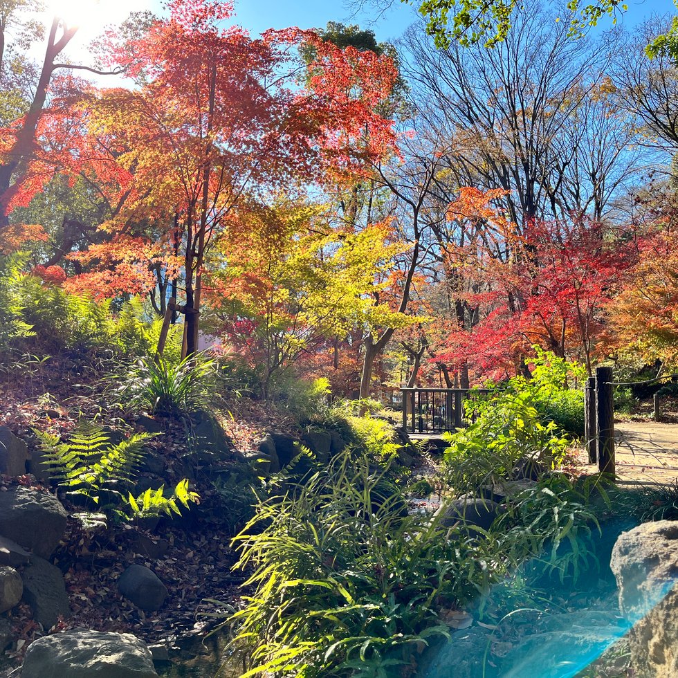 芝公園 19号地 もみじ谷