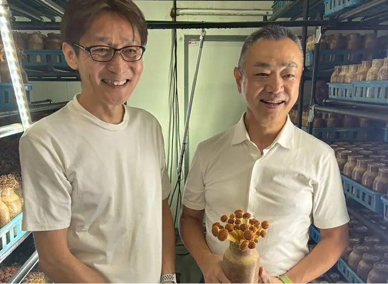 株式会社 ドリームマッシュ