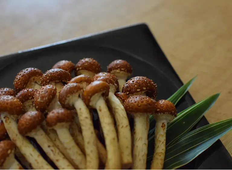 株式会社 ドリームマッシュ