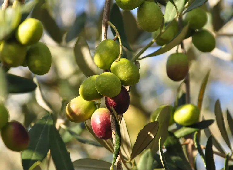 国東クリーブガーデン