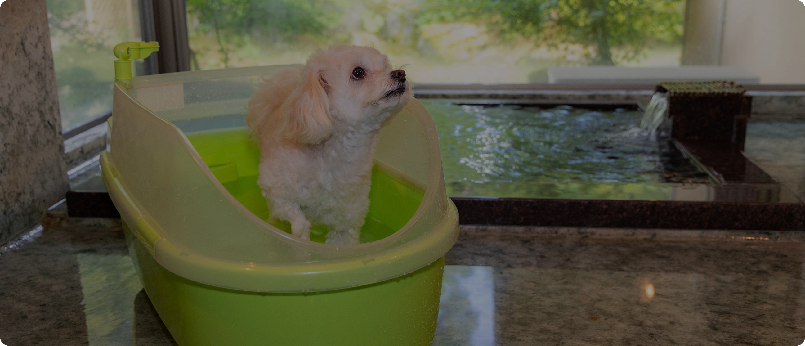 まるで離宮。由緒ある温泉宿でワンちゃんと⾄福のご滞在を。