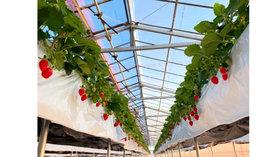 いちご狩りイメージ