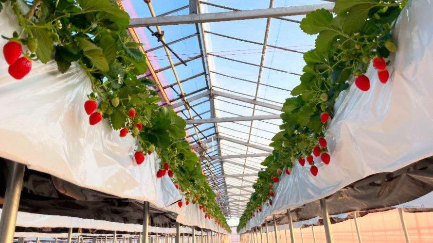 小江戸冬・春旅～いちご一会ステイプラン～