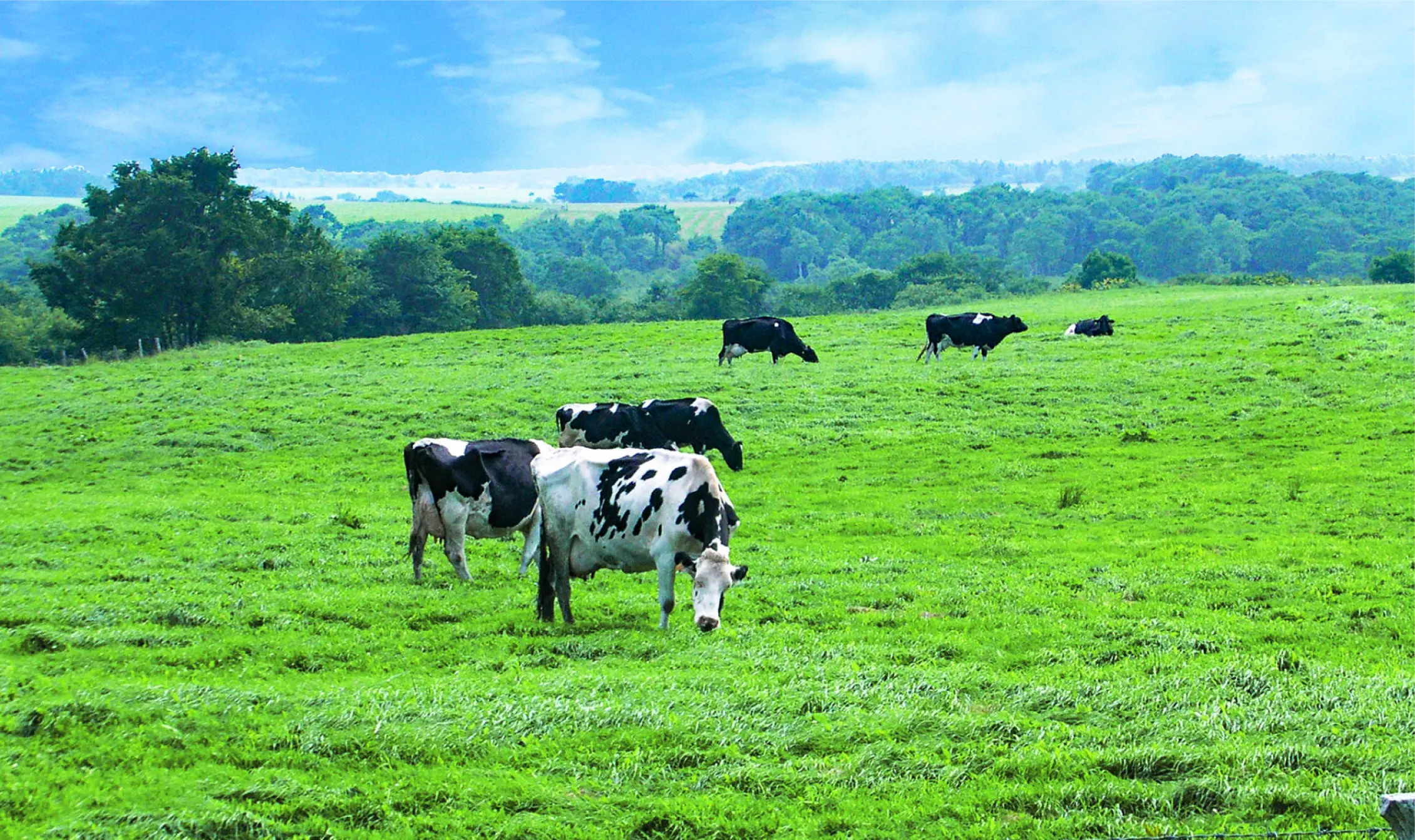夏の北海道フェア