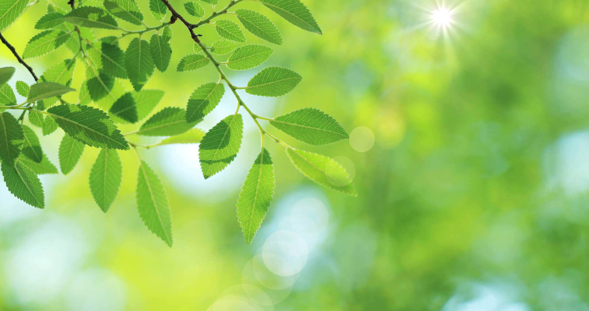Green leaves and natural light representing sustainability