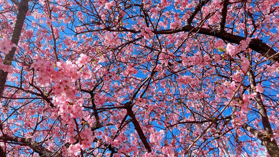 春限定フレンチコース♪桜をイメージした品々をご堪能！（夕朝食付き）