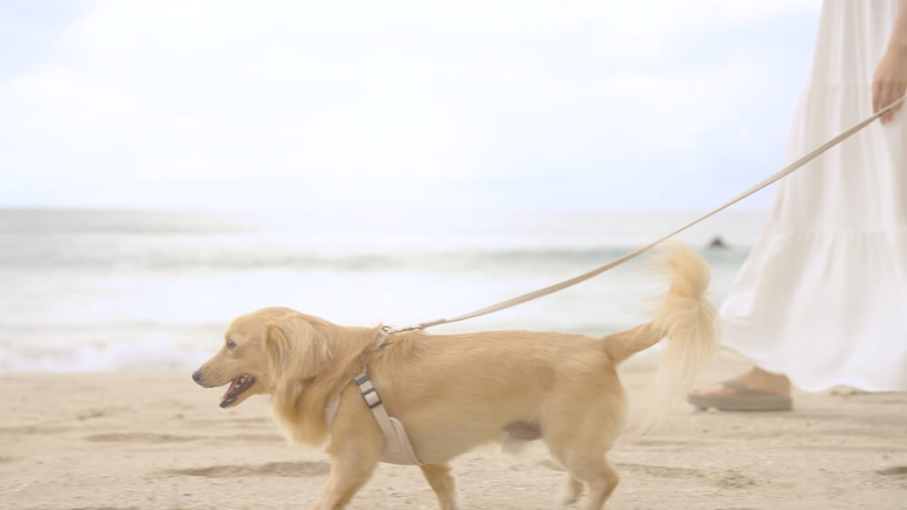 散歩するワンちゃん