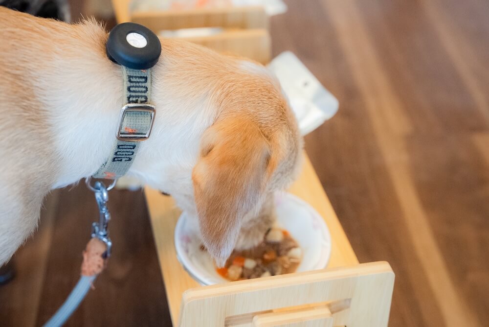 ワンちゃんもランチ