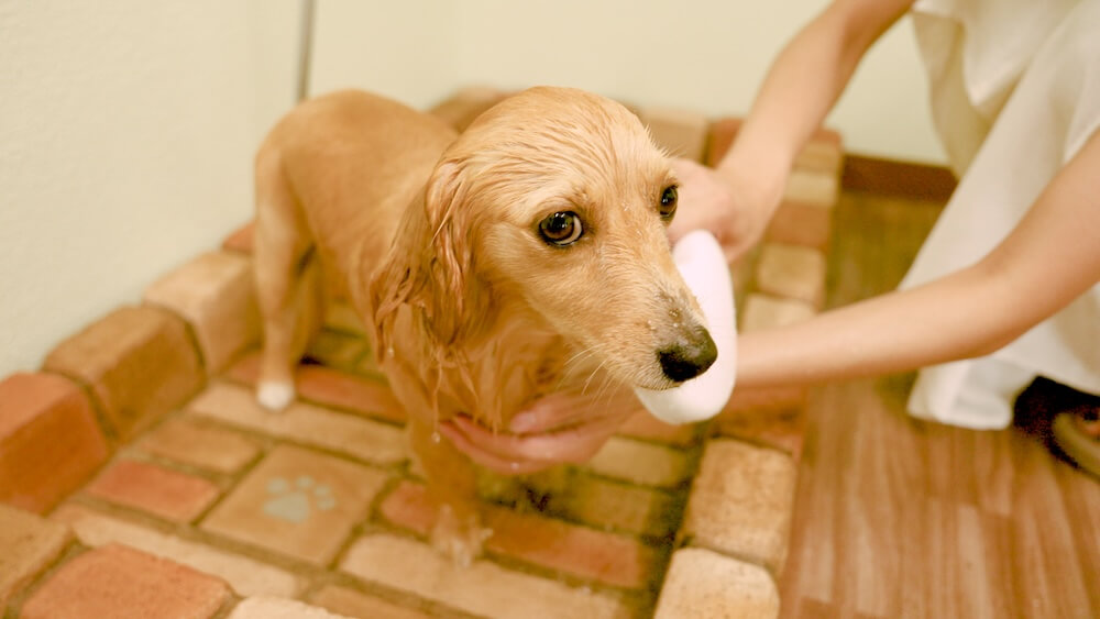シャワーを浴びるワンちゃん