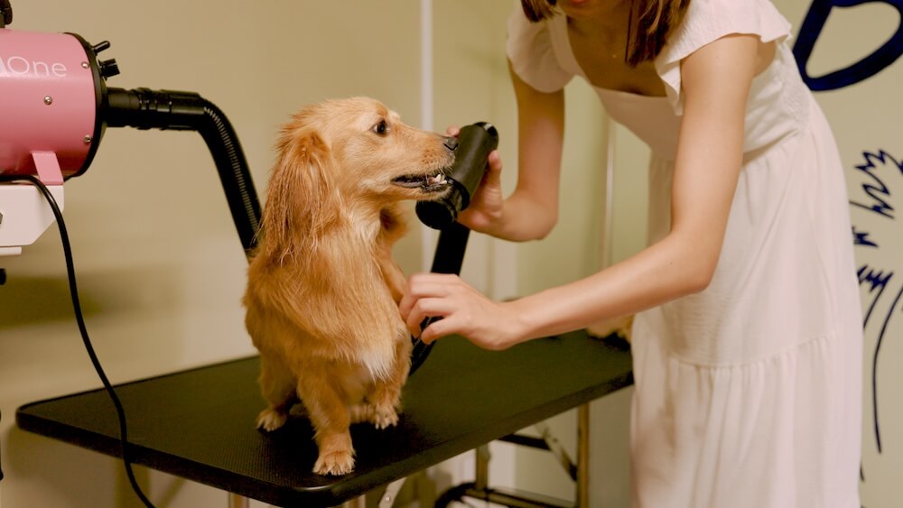 ドライヤーをかけるワンちゃん