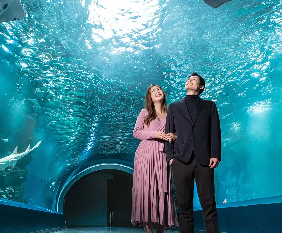 Christmas Aquarium Stay