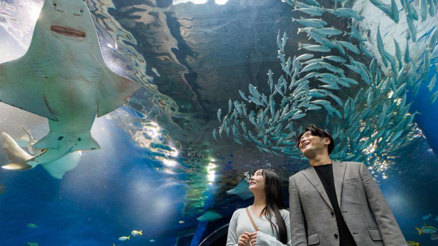 夜の水族館の幻想的な風景