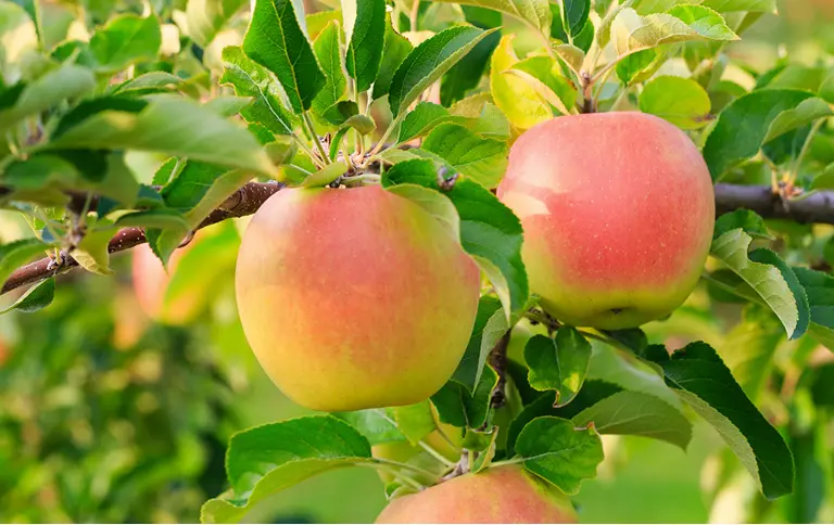 写真提供：おいしい函館