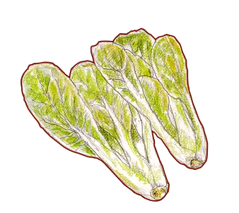 白菜