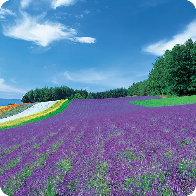 五感で感じる絶景旅の背景