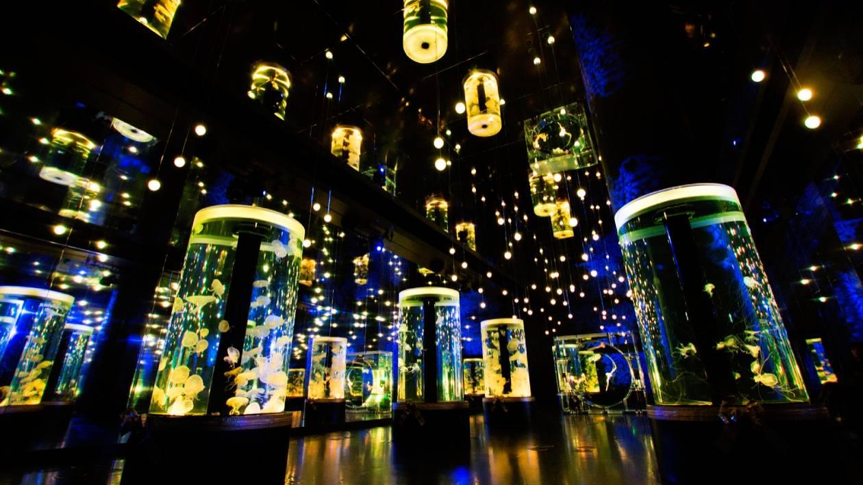 ゆらゆら漂うクラゲの水槽が光を放つ幻想的な光景。