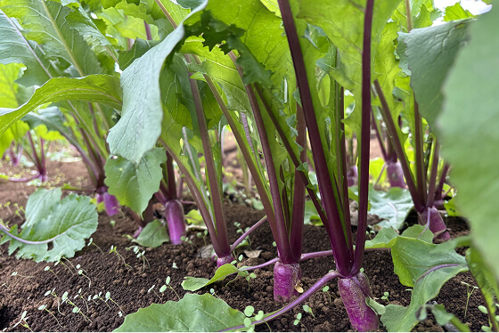 フォトギャラリー