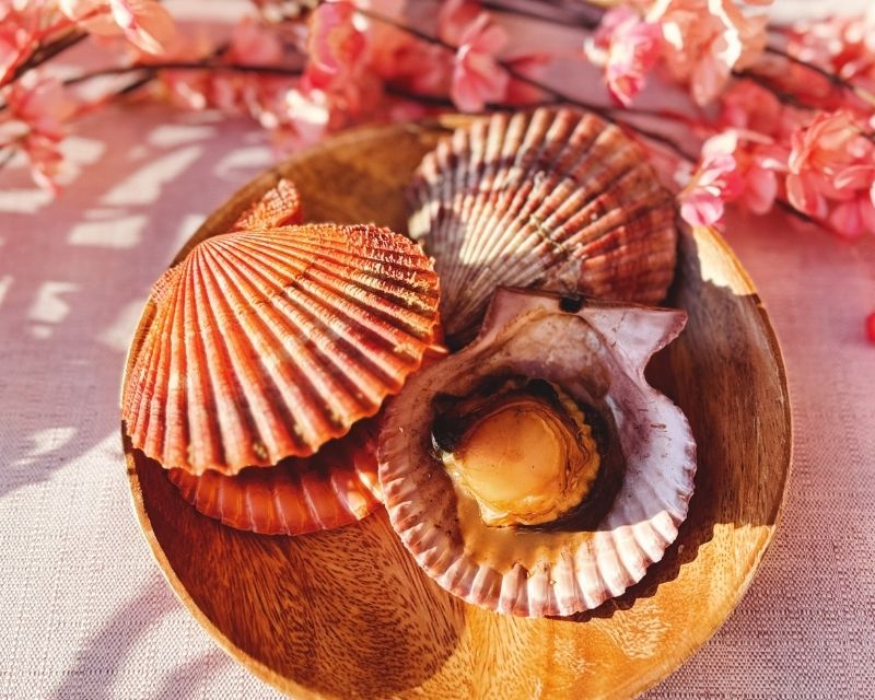 殻付きヒオウギ貝（2枚）