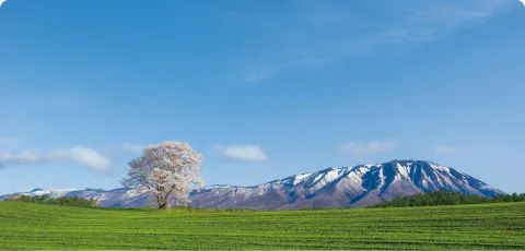桜⾒