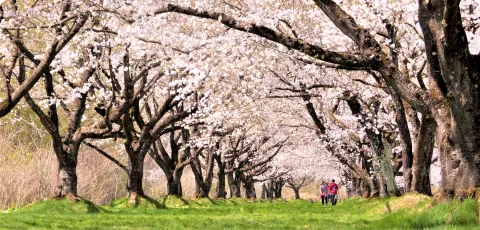 桜⾒