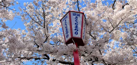 桜⾒