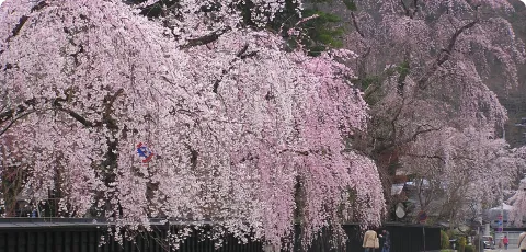 桜⾒