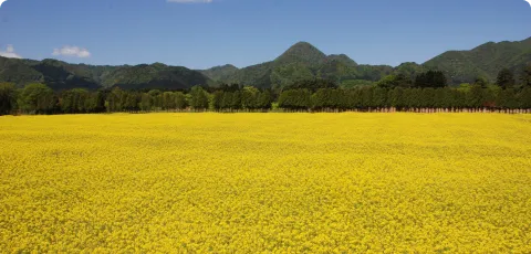 菜の花畑