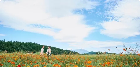 御所湖コスモス