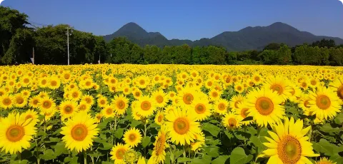 煙山ひまわりパーク