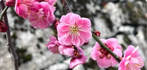 梅