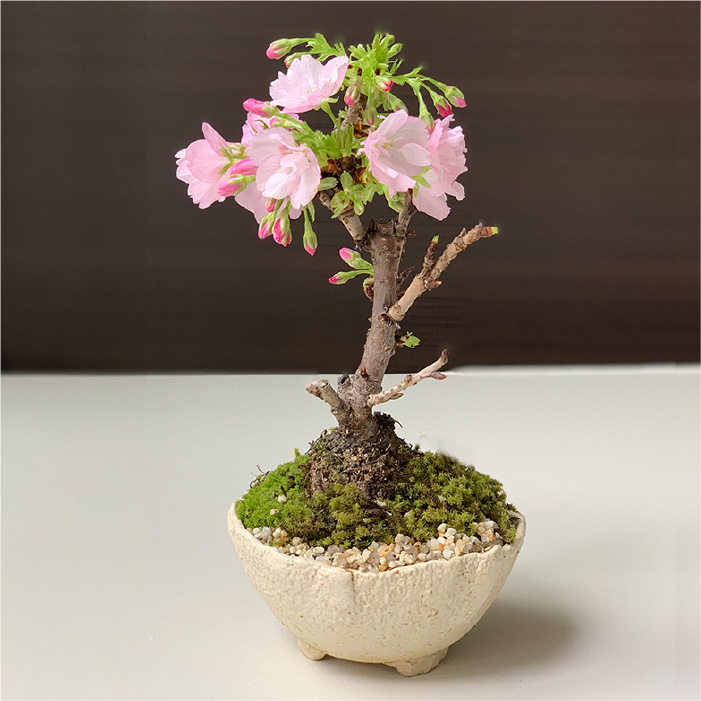 桜盆栽作り