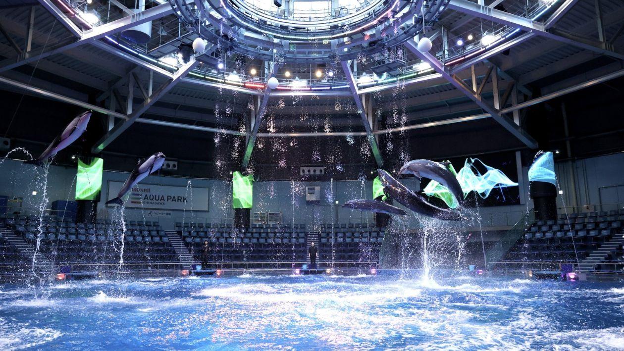 マクセル アクアパーク品川にある円形プールで、イルカがジャンプしている。