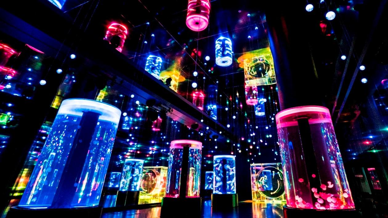 マクセル アクアパーク品川のトンネル水槽に、たくさんの海のいきものがゆったりと泳いでいる。