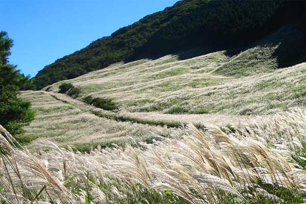 仙石原すすき草原 