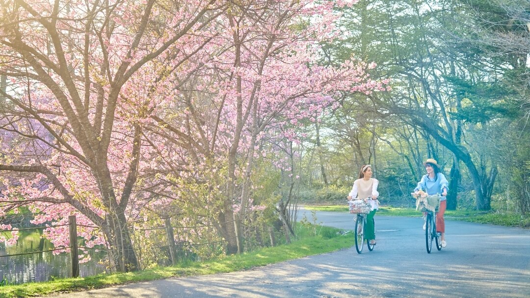 五感で味わう軽井沢の春　自然と野鳥と味めぐり