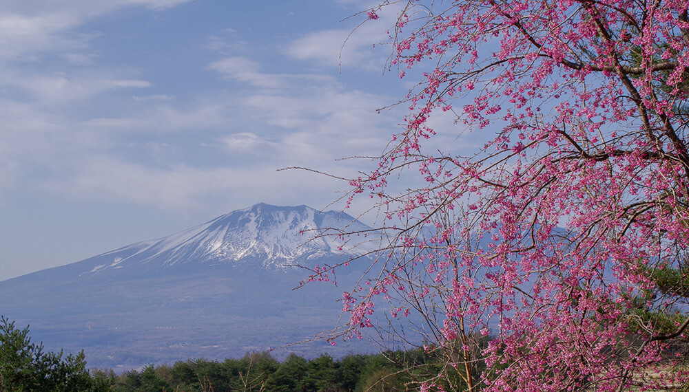 緑の高原でお花見ピクニック