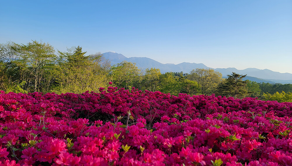 緑の高原でお花見ピクニック