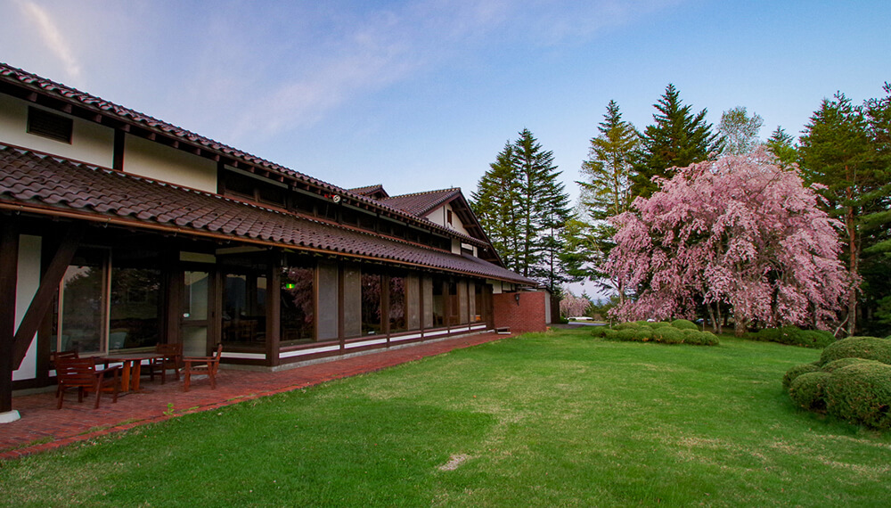 緑の高原でお花見ピクニック