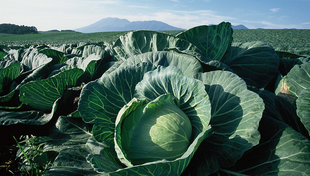 嬬恋産キャベツをふんだんに使用した「愛菜」キャベツディナー